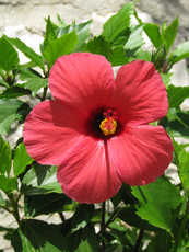 Hibiskus.jpg